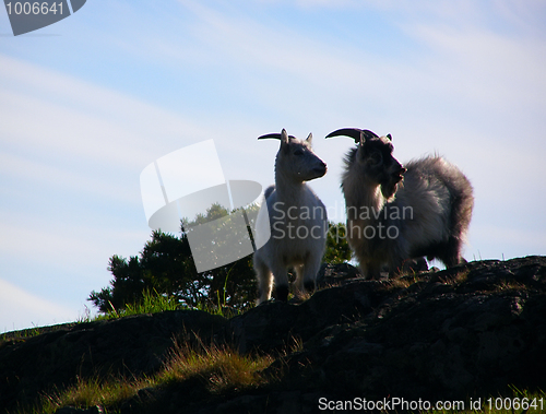 Image of Mountain farm goats