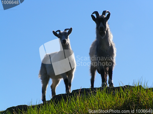 Image of Mountain farm goats