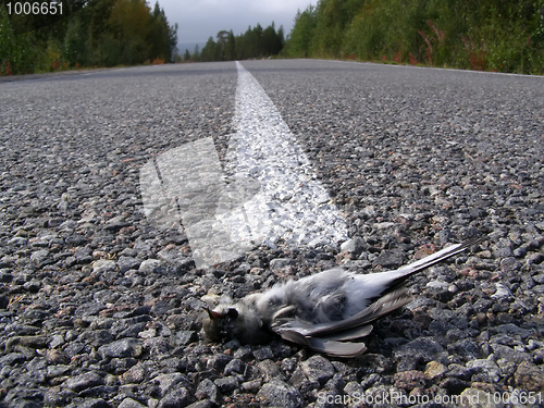 Image of The killed bird