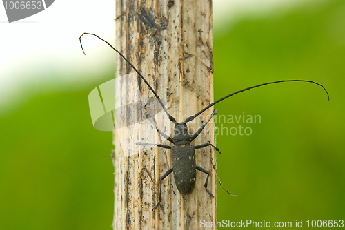 Image of capricorn beetle 