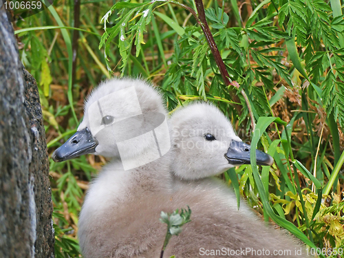 Image of Swans - lovely disgusting ducklings