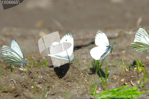 Image of Aporia crataegi