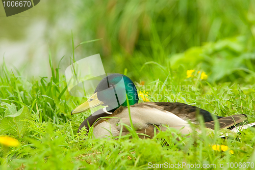 Image of Male of  mallard