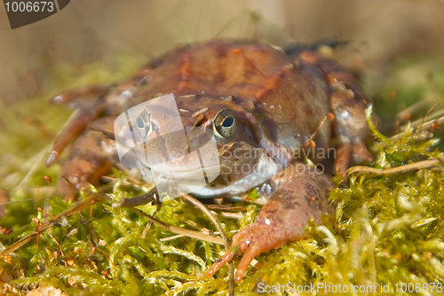 Image of moor frog 