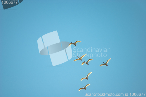 Image of flight of swans 