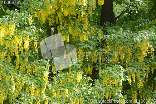 Image of Blossoming acacia