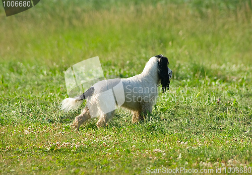 Image of Involved spaniel
