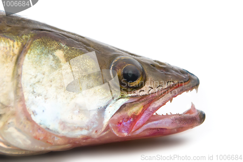 Image of pike perch