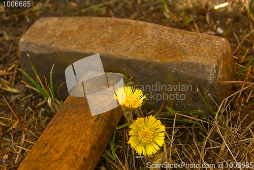 Image of Hammer & first spring flowers 