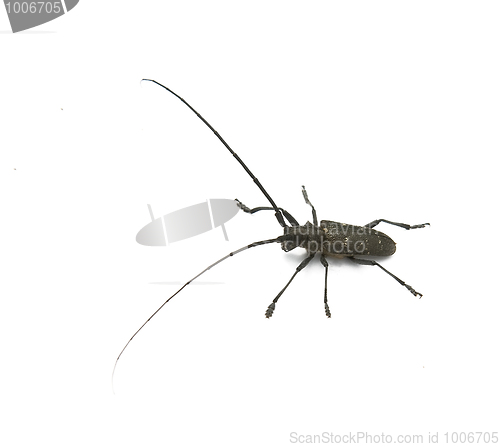 Image of capricorn beetle 