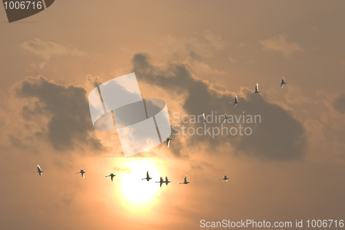 Image of Autumn migration of birds