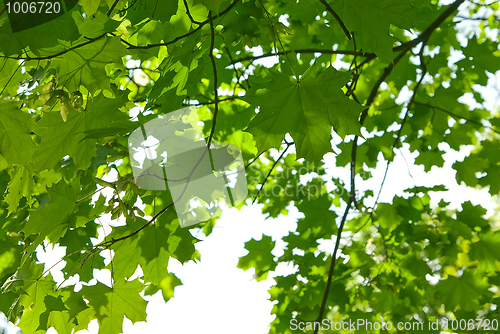 Image of maple 