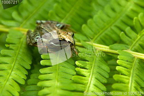 Image of young frog