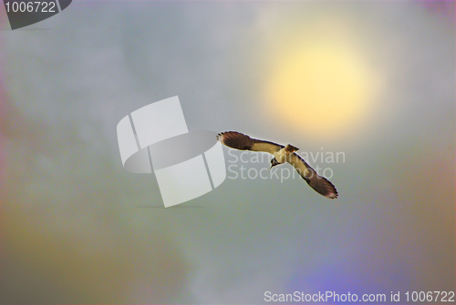 Image of Lapwing