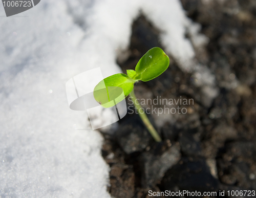 Image of The first spring shoots 