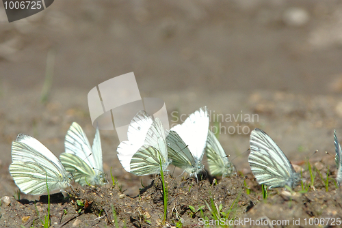 Image of Aporia crataegi