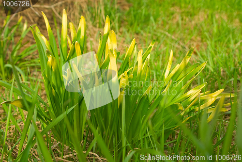 Image of Grassy plant