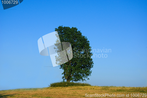Image of Lonely tree 