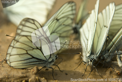 Image of Aporia crataegi 