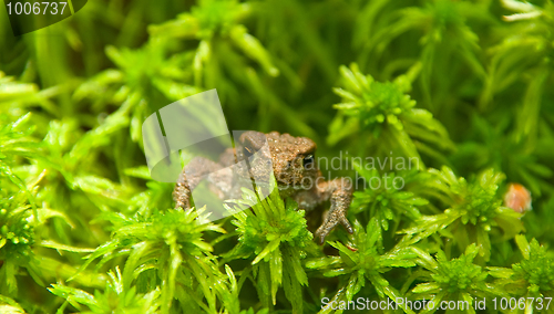 Image of young toad look