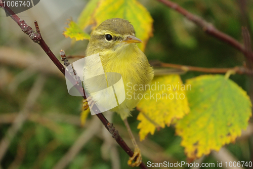 Image of chiffchaff 