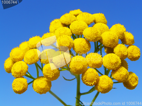 Image of Bright plant