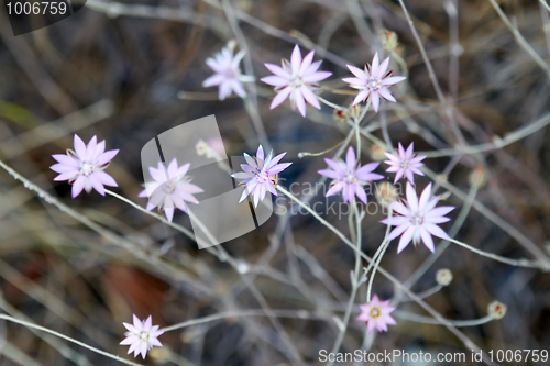 Image of light violet flower