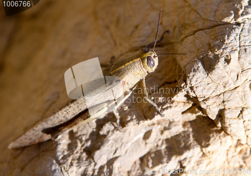 Image of Brown locust