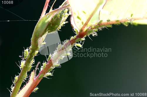 Image of Aphids on rose-backlit