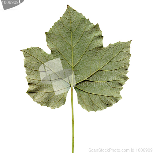 Image of Vitis leaf