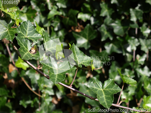 Image of Ivy