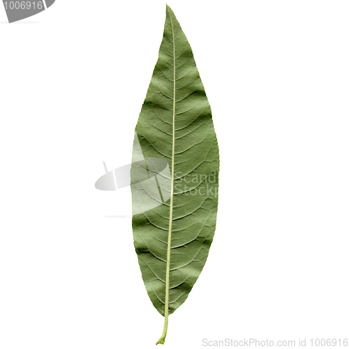 Image of Peach leaf