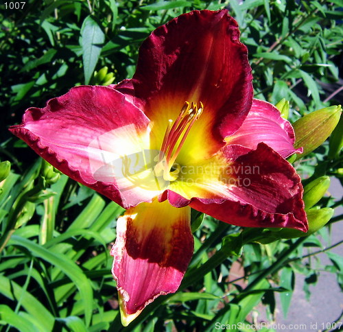 Image of In full blossom