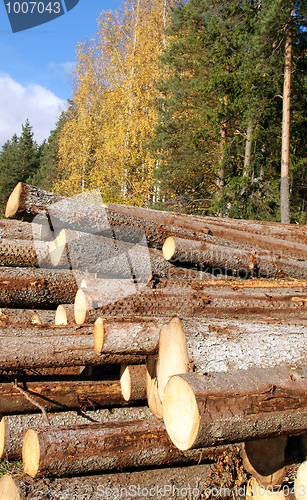 Image of Stacked Wood with Autumn Forest Background