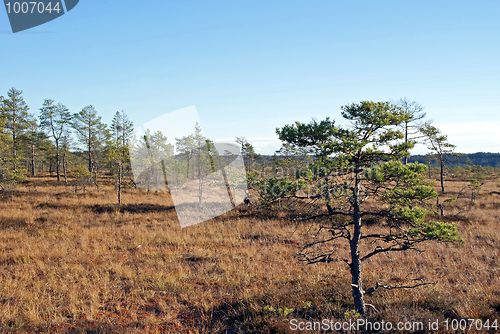 Image of Turf Bog Landscape In Finland