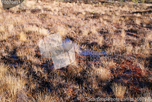 Image of Ground Frost on Bog