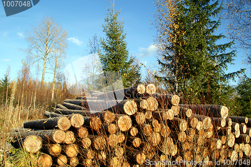 Image of Pile of Spruce Logs and Spruce Trees