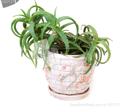 Image of Flower aloe in clay pot