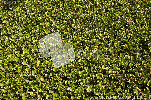 Image of Carpet of water hyacinth