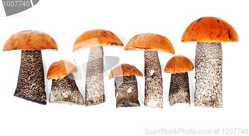 Image of Timber fresh mushrooms