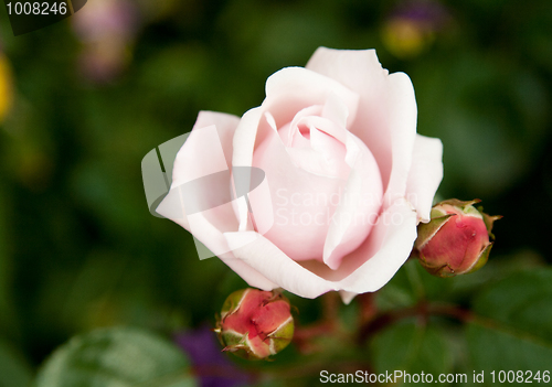 Image of Flower rose