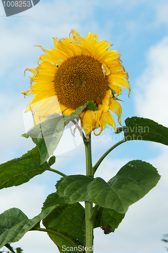 Image of Mature sunflower on background sky