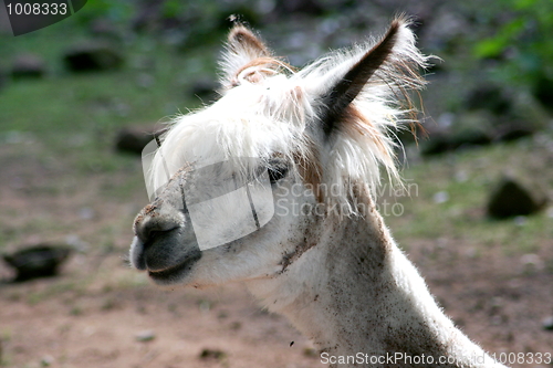 Image of Alpaka Alpaca "Lama pacos" 