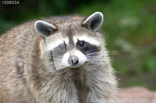 Image of Raccoon Portrait