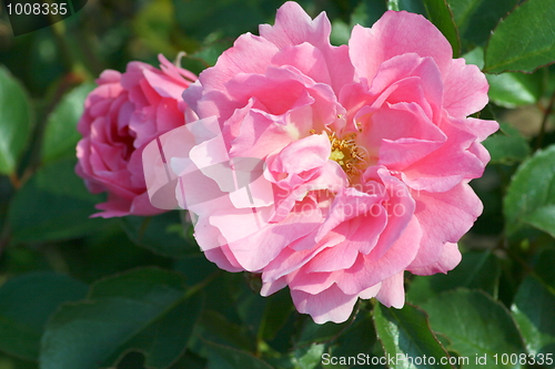 Image of Rosenblüte Rose Flower 