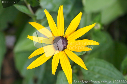 Image of Sonnenhut Cone-flower, echinacea, 