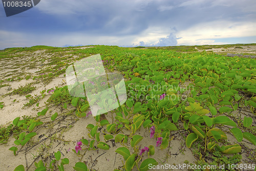 Image of Boca Grandi beach