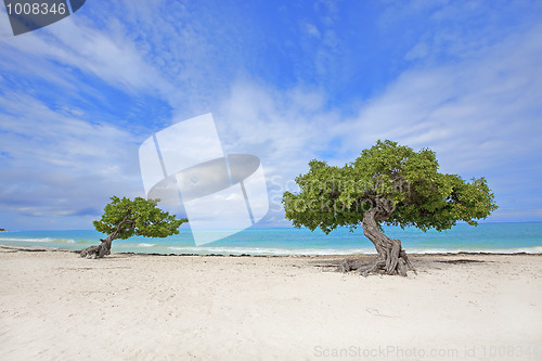 Image of Divi Divi tree