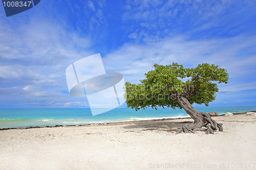 Image of Divi Divi tree