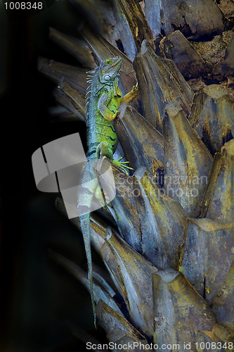 Image of Iguana